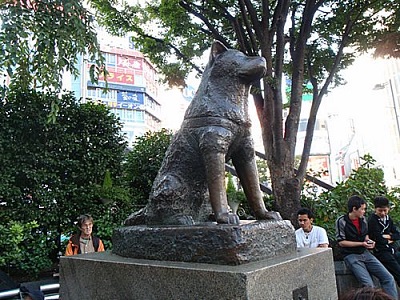 Chú chó hachiko Nhật Bản
