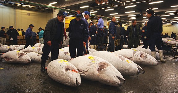 Đấu giá cá ngừ