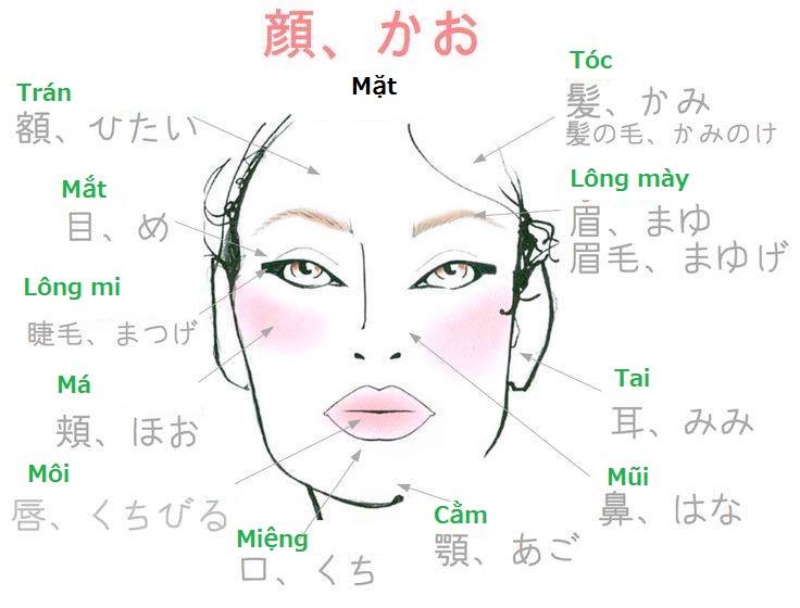 Tên tiếng Nhật các bộ phận trên khuôn mặt
