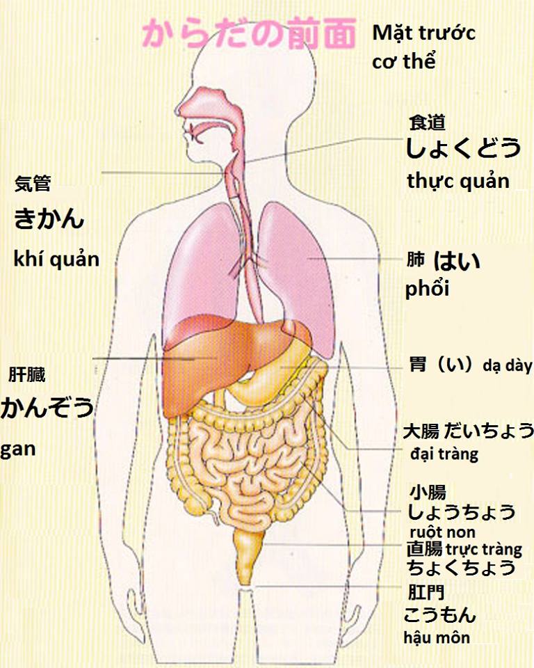 Tên tiếng Nhật các cơ quan nội tạng