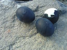 Trứng đen 黒卵 Kuro Tamago